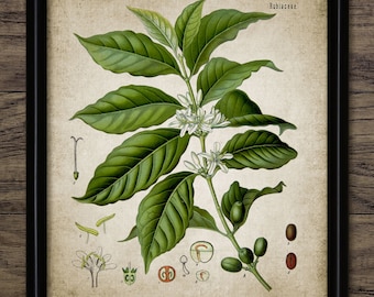 May include: Vintage botanical illustration of a coffee plant, Coffea arabica, with white flowers and green leaves. The illustration is labeled with the scientific name and the family Rubiaceae.