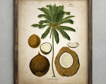 Vintage Coconut Palm Tree Print, Antique Fruit Illustration, Vintage Decor, Coconut Wall Art, Rustic Kitchen Wall Art