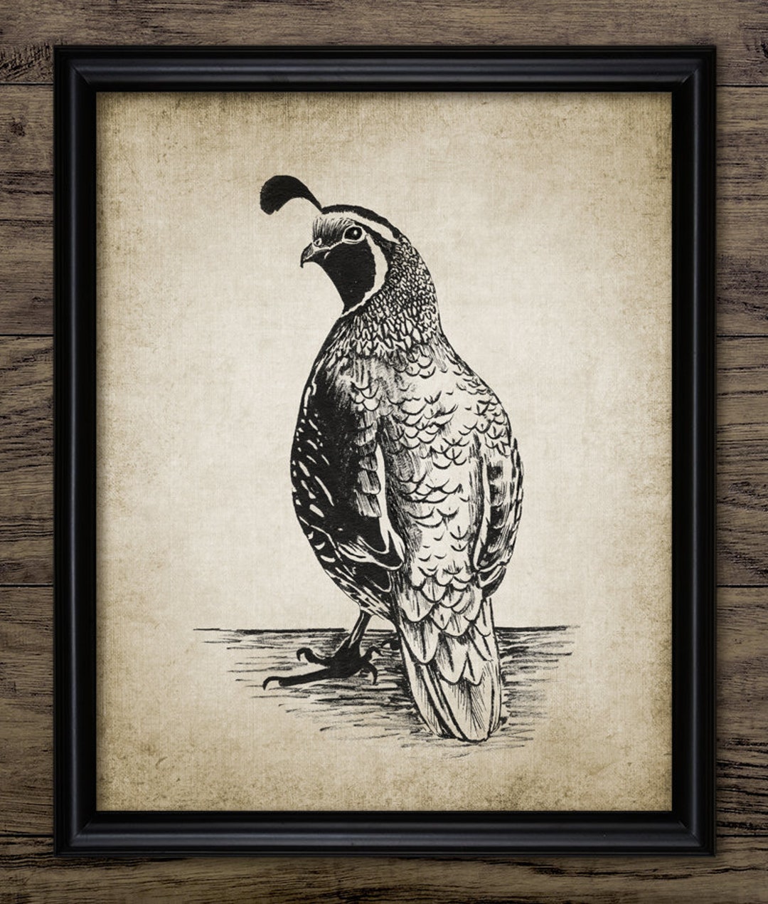 California Quail Pen and Ink Drawing, Printable California Quail
