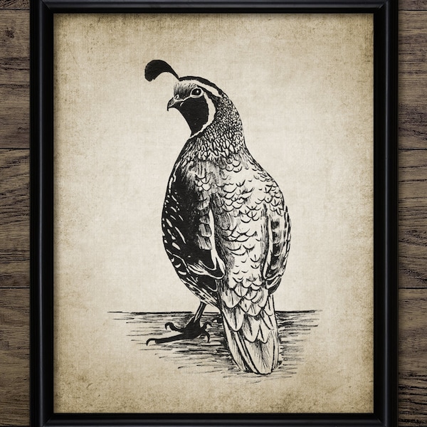 California Quail Pen And Ink Drawing, Printable California Quail Drawing, Quail Game Bird Art, Quail Hunting #3464 INSTANT DOWNLOAD
