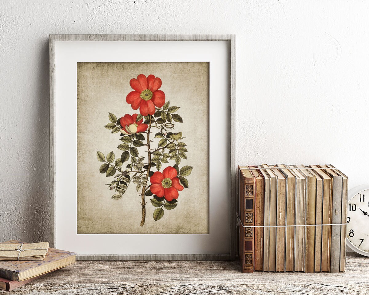 Wild Rose Wall Art Print Rustic House Decor Vintage Red Rose Etsy