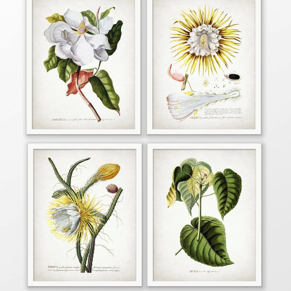 Botanical Wall Art Set of 4, Printable Magnolia, Cereus Cactus Flower, Vintage Botanical, Botany, Flowers, Floral #1622 INSTANT DOWNLOAD