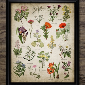 Wild Flower Wall Art, Printable Flowers, Wild Flower Living Room Decor, Vintage Botanical Wall Art, Floral Wall Art #3670 INSTANT DOWNLOAD