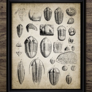 Trilobit Poster, Trilobit, Arthropode Fossil, ausgestorbene Meeres Gliederfüßer Fossil, Paläontologie, Geologie, Poster #3850 SOFORT DOWNLOAD