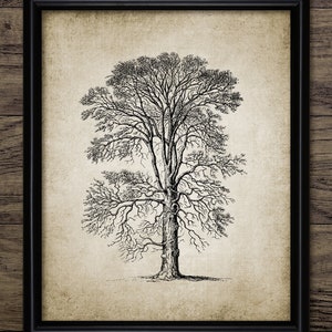 Vintage Tree Drawing, Printable Tree Art, Tree Sketch, Forest Decor, Woodland Art, Vintage Botanical Wall Art #3841 INSTANT DOWNLOAD