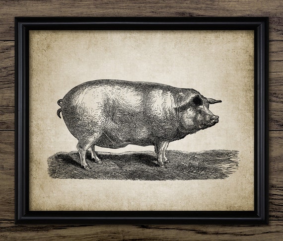 Vintage Pig Art Print Farm Animal Illustration Pig Farming | Etsy