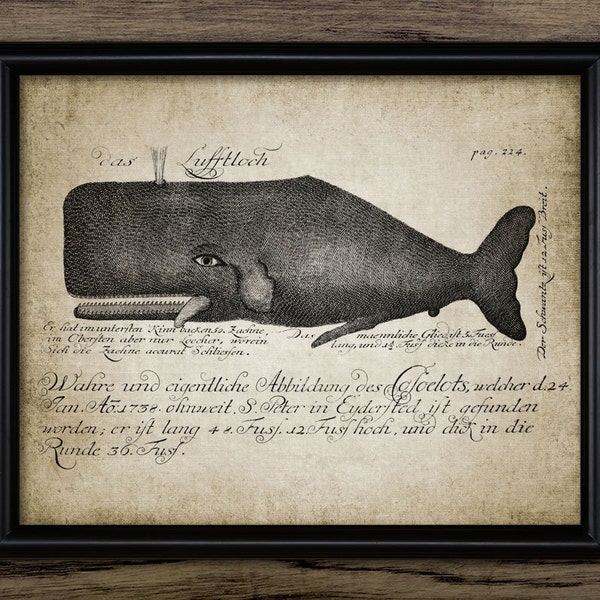 Whale Wall Art, Printable Antique Sperm Whale Art, Toothed Whale, Whale Bathroom Wall Art, Sea Life Bathroom, Whales #10 INSTANT DOWNLOAD