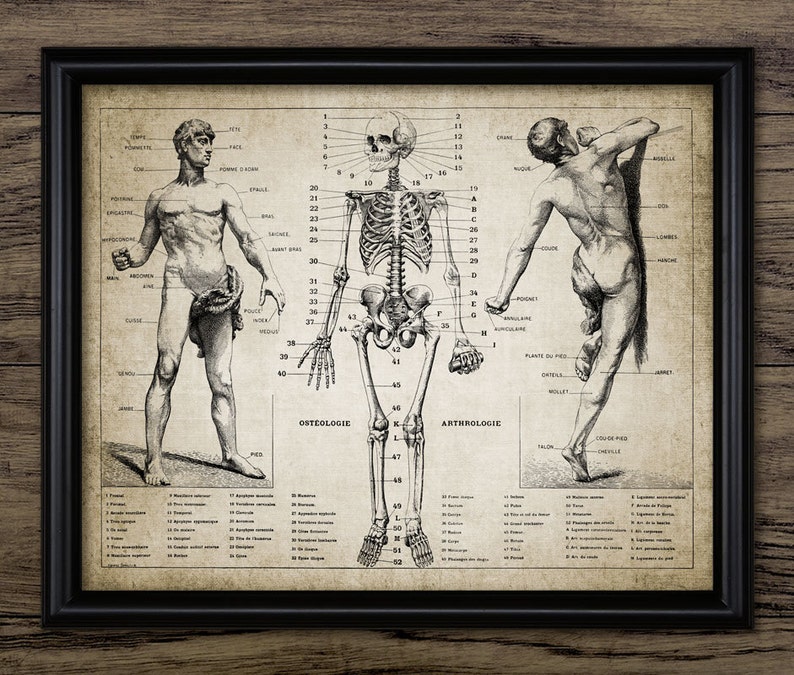 Human Anatomy Wall Art, Printable Human Anatomy, Vintage French ...