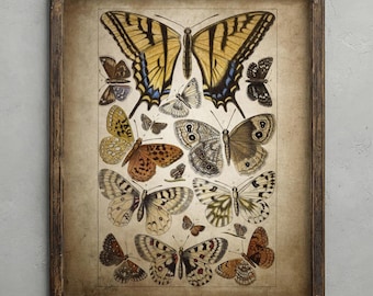 Antique Butterfly Print, Vintage Insect Decor, Butterflies Wall Art, Entomology Sketches, Shabby Chic Decor