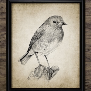 Robin Pencil Drawing, Printable Robin Drawing, Robin Bird Decor, Robin, Cute Robin Bird Wall Art, Christmas Robin #3443 INSTANT DOWNLOAD
