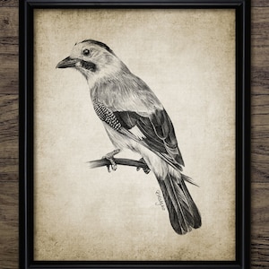 Jay Bird Pen And Ink Drawing, Printable European Jay Bird Wall Art, Jay Bird Drawing, Jay Bird Art, Woodland Bird #3963 INSTANT DOWNLOAD