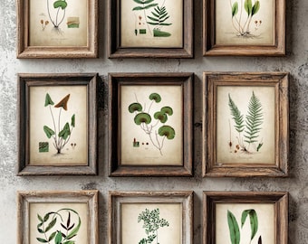 Antique Green Plant Print Set of 9, Vintage Fern Botanical Sketches, Rustic Wall Art, Cottagecore Decor, Forest Inspired Prints
