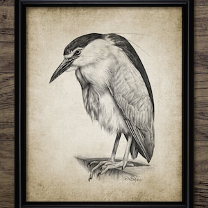 Night Heron Pencil Drawing Wall Art, Printable Heron Bird, Black-Capped Night Heron Bird Art Drawing #3890 INSTANT DOWNLOAD