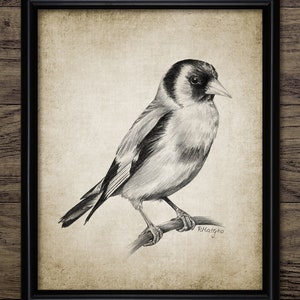 Goldfinch Pencil Drawing, Printable Goldfinch Drawing, Instant Bird Print, Goldfinch Wall Art, Garden Bird Wall Art #3945 INSTANT DOWNLOAD