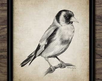 Goldfinch Pencil Drawing, Printable Goldfinch Drawing, Instant Bird Print, Goldfinch Wall Art, Garden Bird Wall Art #3945 INSTANT DOWNLOAD