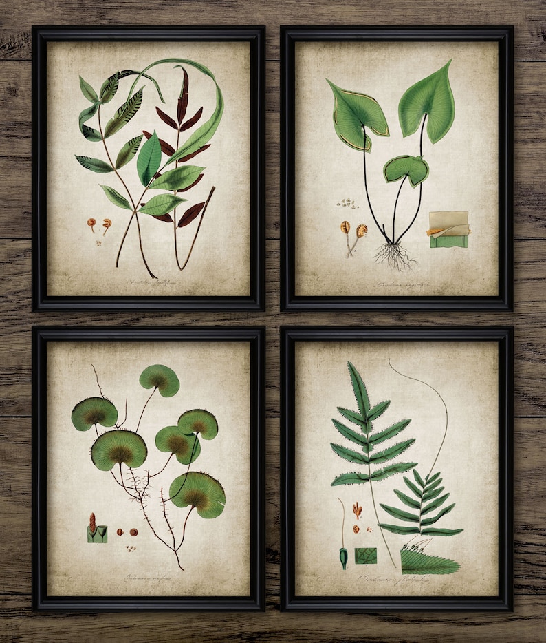 Botanical Wall Art Set of 4, Printable Vintage Botany, Necklace Fern, Kidney Fern, Bristle Fern, Trichomanes Fern 175 INSTANT DOWNLOAD image 1