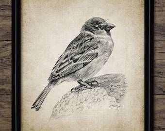 雀 鉛筆画 鉛筆画 雀 スズメ 色鉛筆ですずめを描いてみた Drawing