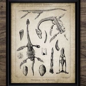 Plesiosaur & Nothosaur Wall Art, Printable Dinosaur, Dinosaur Bedroom, Fossil, Reptile Skeleton, Geology Science #533 INSTANT DOWNLOAD