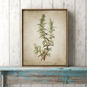May include: A vintage botanical illustration of rosemary, featuring a detailed depiction of the plant's leaves, flowers, and stems. The illustration is printed on a textured, beige paper with a subtle aged appearance. The text "Rosmarinus officinalis L." is printed below the illustration.
