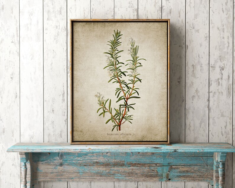 May include: A vintage botanical illustration of rosemary, featuring a detailed depiction of the plant's leaves, flowers, and stems. The illustration is printed on a textured, beige paper with a subtle aged appearance. The text "Rosmarinus officinalis L." is printed below the illustration.