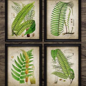 Vintage Fern Wall Art Set of 4, Printable Fern Plant, Vintage Botanical Art, Green Fern, Forest, Woodland #179 INSTANT DOWNLOAD