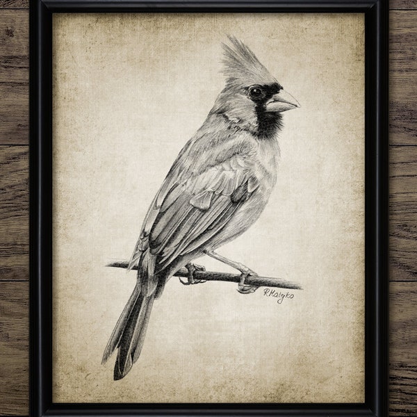 Northern Cardinal Bird Pencil Drawing, Printable Cardinal Bird Art Print, Pen And Ink Drawing, North American Bird #3512 INSTANT DOWNLOAD