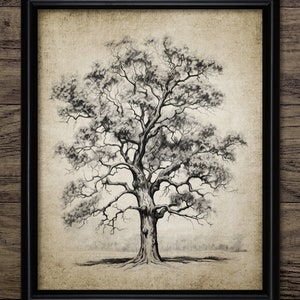 Vintage Oak Tree Drawing Wall Art, Printable Tree, Oak Tree Sketch, Forest, Woodland, Vintage Botanical Wall Art #4408 INSTANT DOWNLOAD