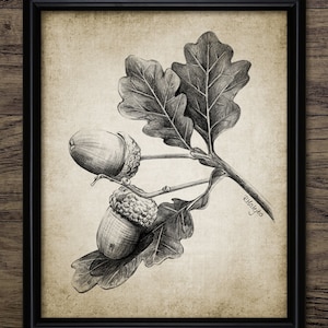Acorn Pencil Drawing Wall Art, Printable Acorn, Oak Tree Acorn, Autumn Woodland, Fall Forest Art, Botanical Wall Art #3930 INSTANT DOWNLOAD