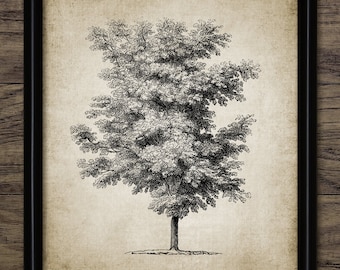 Vintage Tree Drawing, Printable Tree Art, Tree Sketch, Forest Decor, Woodland Art, Vintage Botanical Wall Art #3838 INSTANT DOWNLOAD