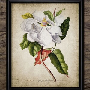 Magnolia Wall Art, Printable Magnolia Flowers, Vintage Botanical Art, Floral, Woodland, Forest, Magnolia Plant #87 INSTANT DOWNLOAD