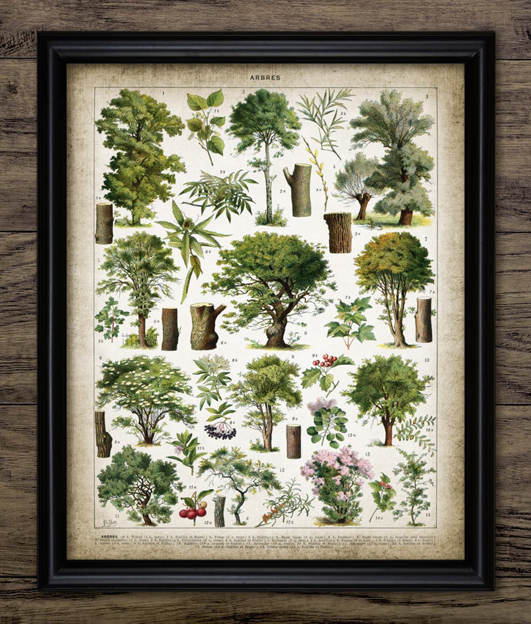 Tree Wall Art, Printable Tree Art, Vintage Trees, Vintage Botanical ...