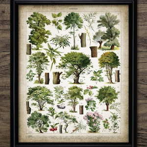 Tree Wall Art, Printable Tree Art, Vintage Trees, Vintage Botanical, Woodland, Forest Tree, Forest Living Room #2561 INSTANT DOWNLOAD