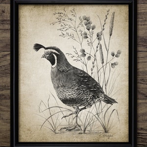 California Quail Pencil Drawing, Printable California Quail Drawing, Quail Bird Decor, Game Bird Art, Quail Hunting #4009 INSTANT DOWNLOAD