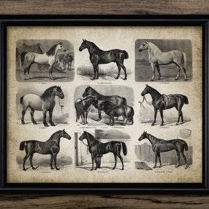 Horses Wall Art, Printable Horses Art, Equestrian, Equine, Horse Rider, Stables Wall Art, Horse Riding, Horse Racing #893 INSTANT DOWNLOAD