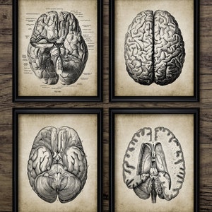 Brain Anatomy Set Of 4, Human Brain Anatomy, Neurology Art, Human Biology, Medical Student Art, Doctor Print #3873 INSTANT DOWNLOAD