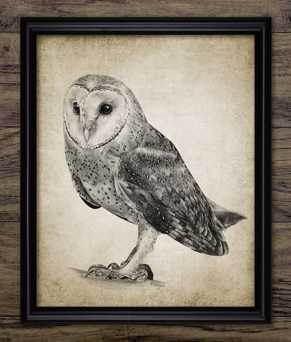 Printable Downloadable art Digital download Barn Owl Drawing Animal art
