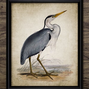 Heron Art Print, Printable Heron, Vintage Heron Bird Wall Art, Living Room Decor, Fishing Bird, Freshwater Bird Art #3822 INSTANT DOWNLOAD