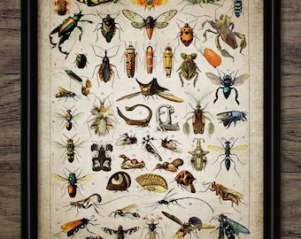 Vintage Insect Print - Insect Illustration - Entomology - Insect Science - Printable Art - Single Print #697 - INSTANT DOWNLOAD