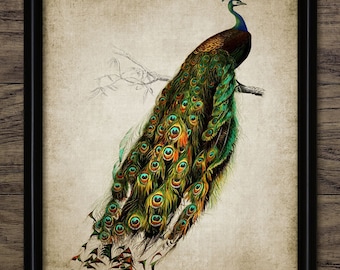 Peacock Bird Digital Print, Printable Peacock Wall Art, Vintage Bird Art, Rustic Home Decor, Natural History #34 INSTANT DOWNLOAD