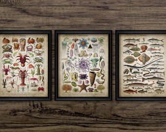 Marine Biology Set Of 3, Printable Bathroom Art, Oceanography Print, Science Illustration, Vintage Bathroom Decor #3435 INSTANT DOWNLOAD