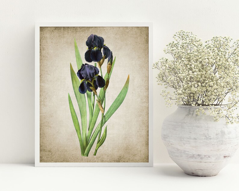 Blue Iris Wall Art Print Vintage Botanical Printable Art Etsy