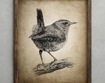 Wren Pencil Drawing, Bird Decor, Jenny Wren Wall Art, Cute Garden Bird Sketch