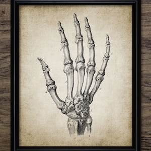 Hand Anatomy Wall Art, Printable Human Biology, Human Hand, Skeleton, Bones, Medical Student, Doctor, Nurse #350 INSTANT DOWNLOAD