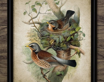 Fieldfare Bird Wall Art, Vintage Digital Print, Printable Fieldfare Woodland Bird Nest, Rustic Instant Bird Print #4516 INSTANT DOWNLOAD