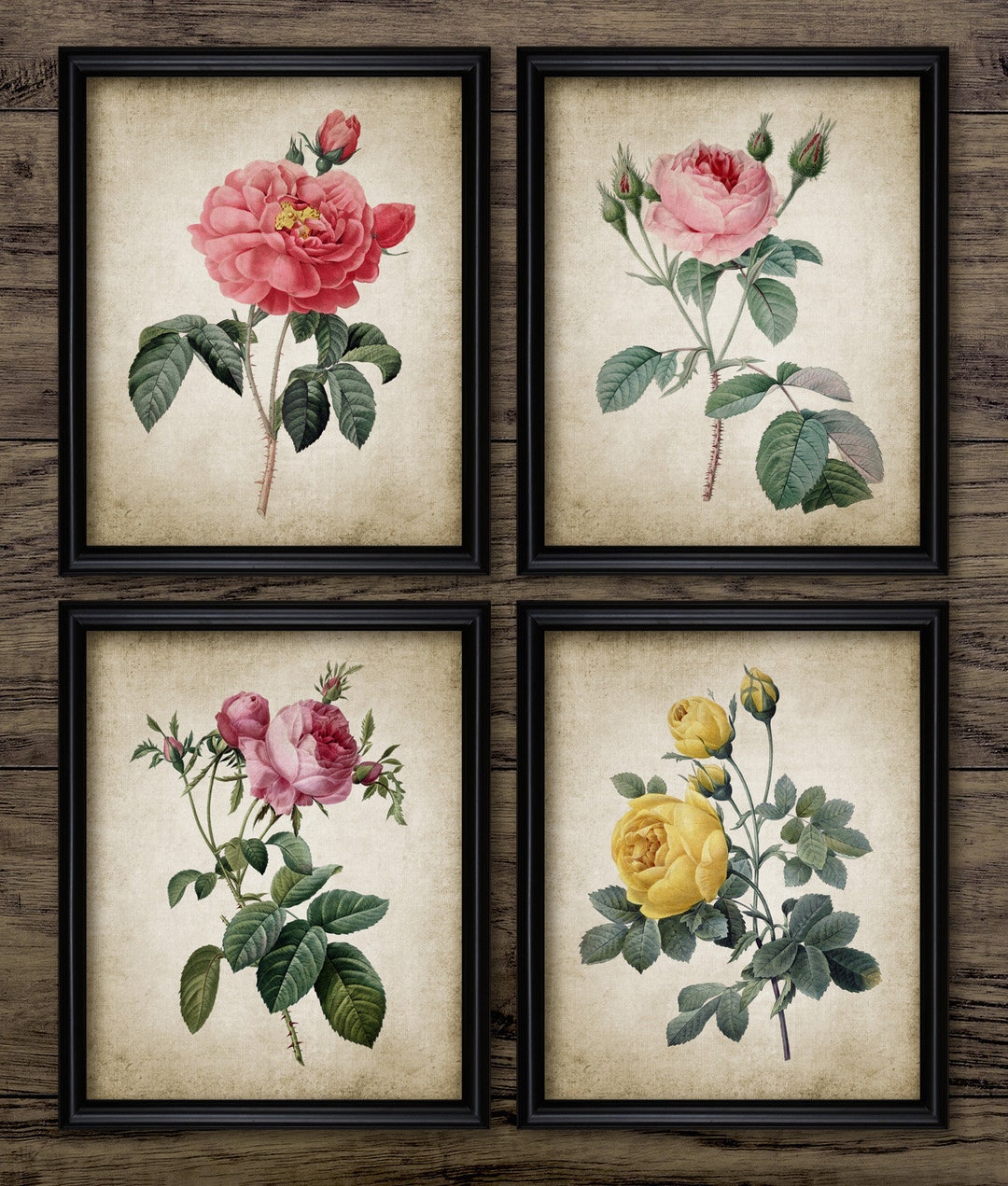 Vintage Rose Wall Art Set of 4, Rose Plant, Rose Art, Garden Rose Print ...