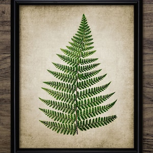 Fern Wall Art, Printable Fern, Woodland Fern, Forest Fern, Vintage Botanical Art, Green Fern Forest Art, Woodland Decor #37 INSTANT DOWNLOAD