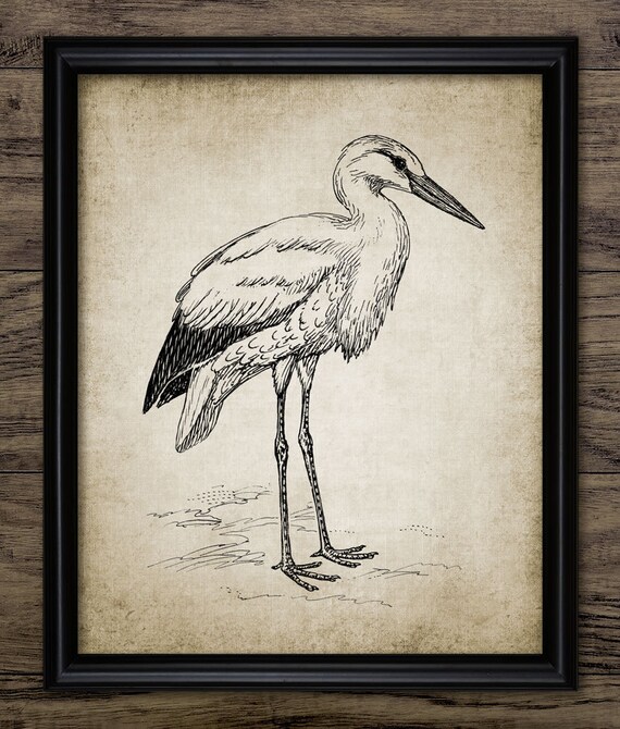 Vintage Stork Bird Print Stork Illustration Bird Art Etsy