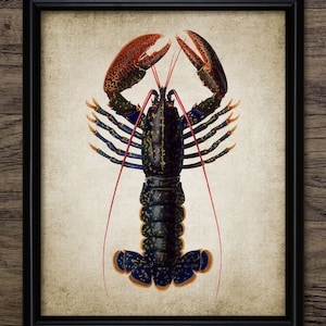 May include: A vintage illustration of a blue and black lobster with red antennae. The lobster is depicted in a realistic style with intricate details.
