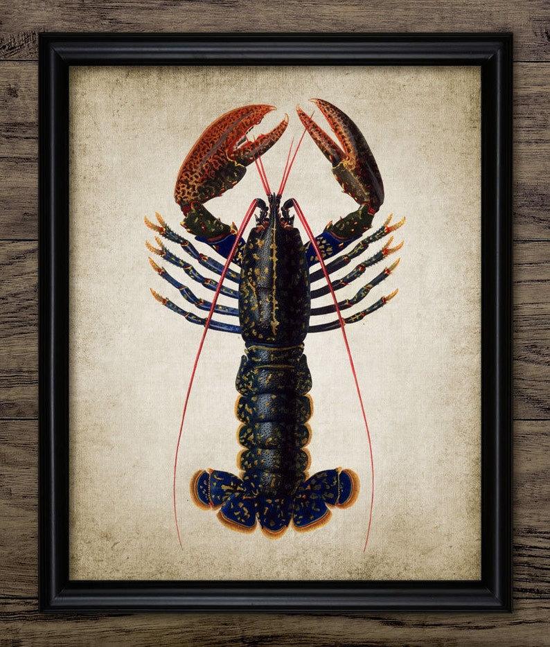 A beautiful vintage illustration of a Lobster upon a wonderful vintage effect background.
