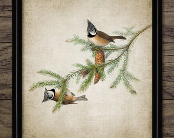Crested Tit Bird Wall Art, Vintage Digital Print, Printable Pine Woodland Bird, Rustic Instant Bird Print #4513 INSTANT DOWNLOAD